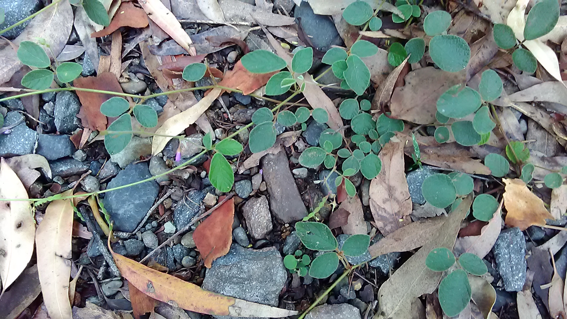 Read more about the article Desmodium rhytidophyllum