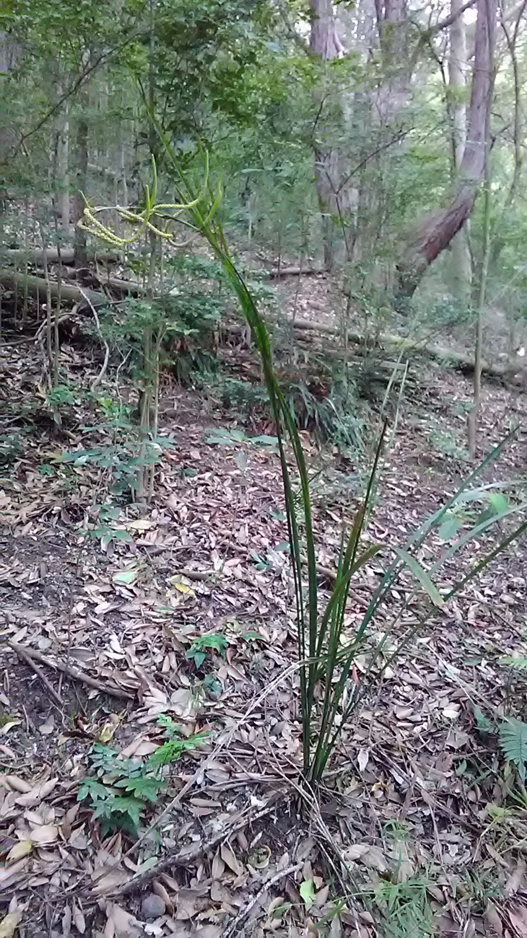 Read more about the article Gymnostachys anceps