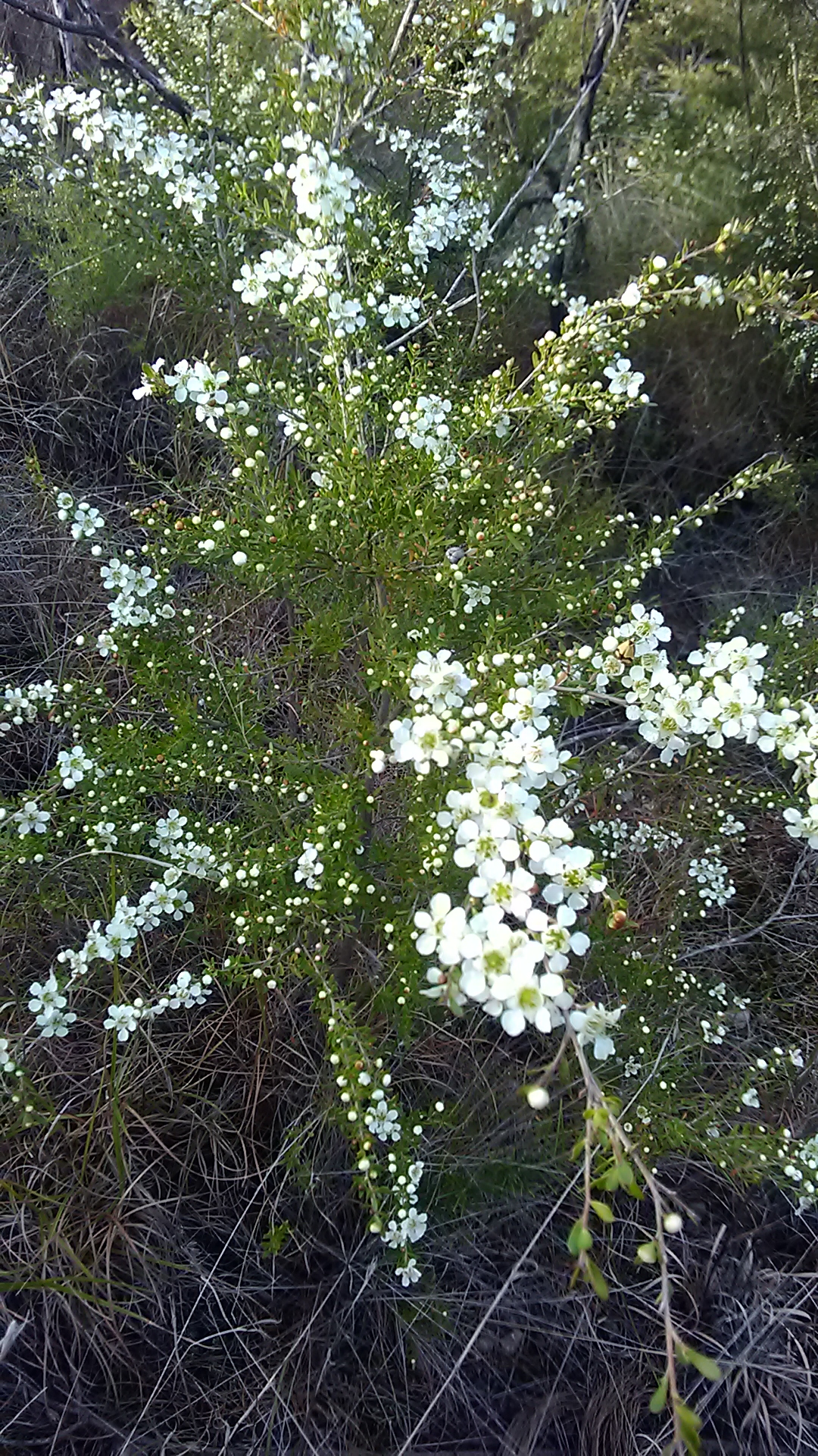 Read more about the article Leptospermum polygalifolium