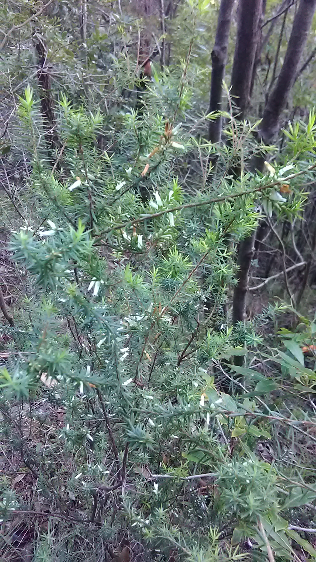 Read more about the article Leucopogon juniperinus