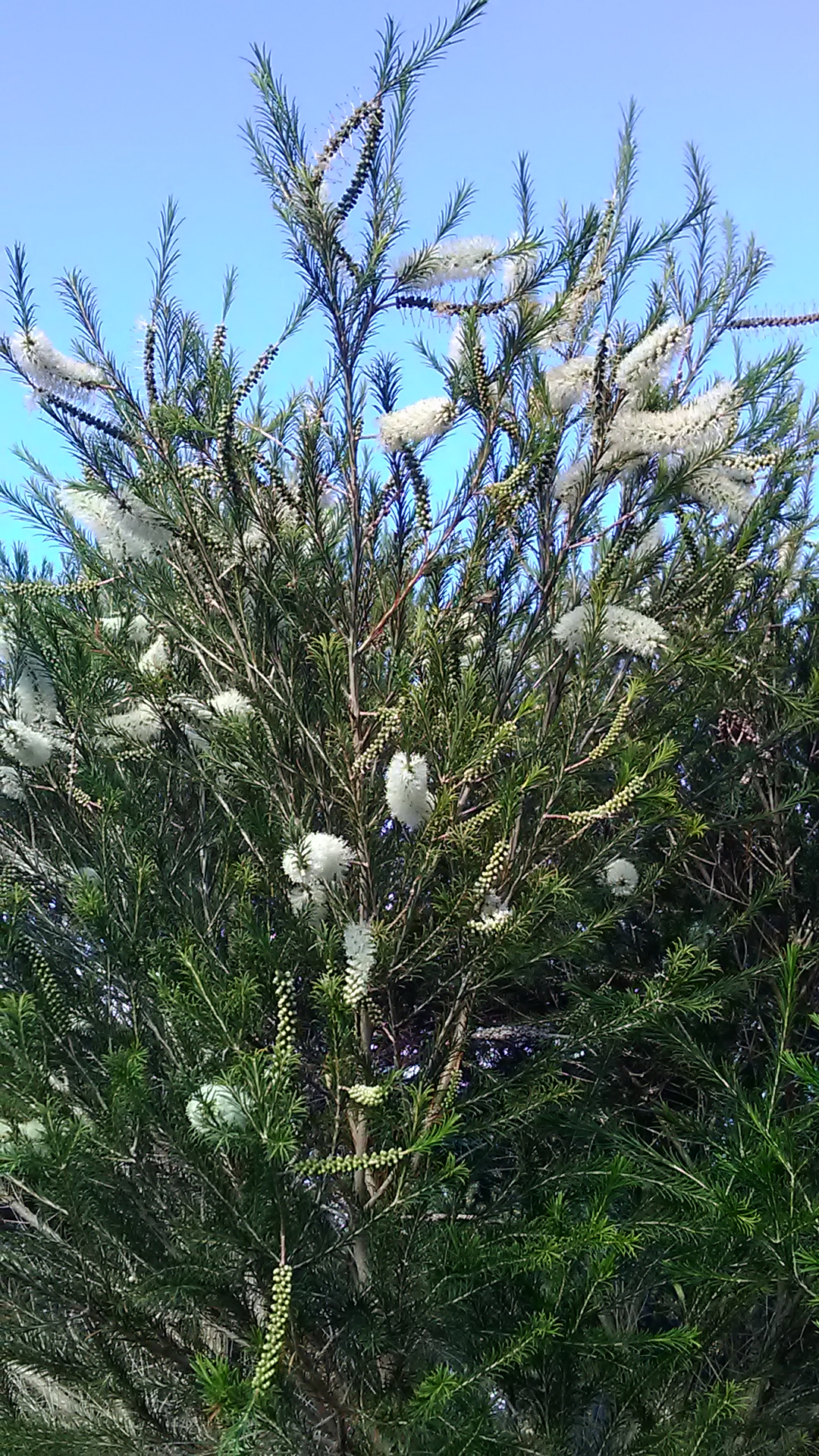 Read more about the article Melaleuca armillaris