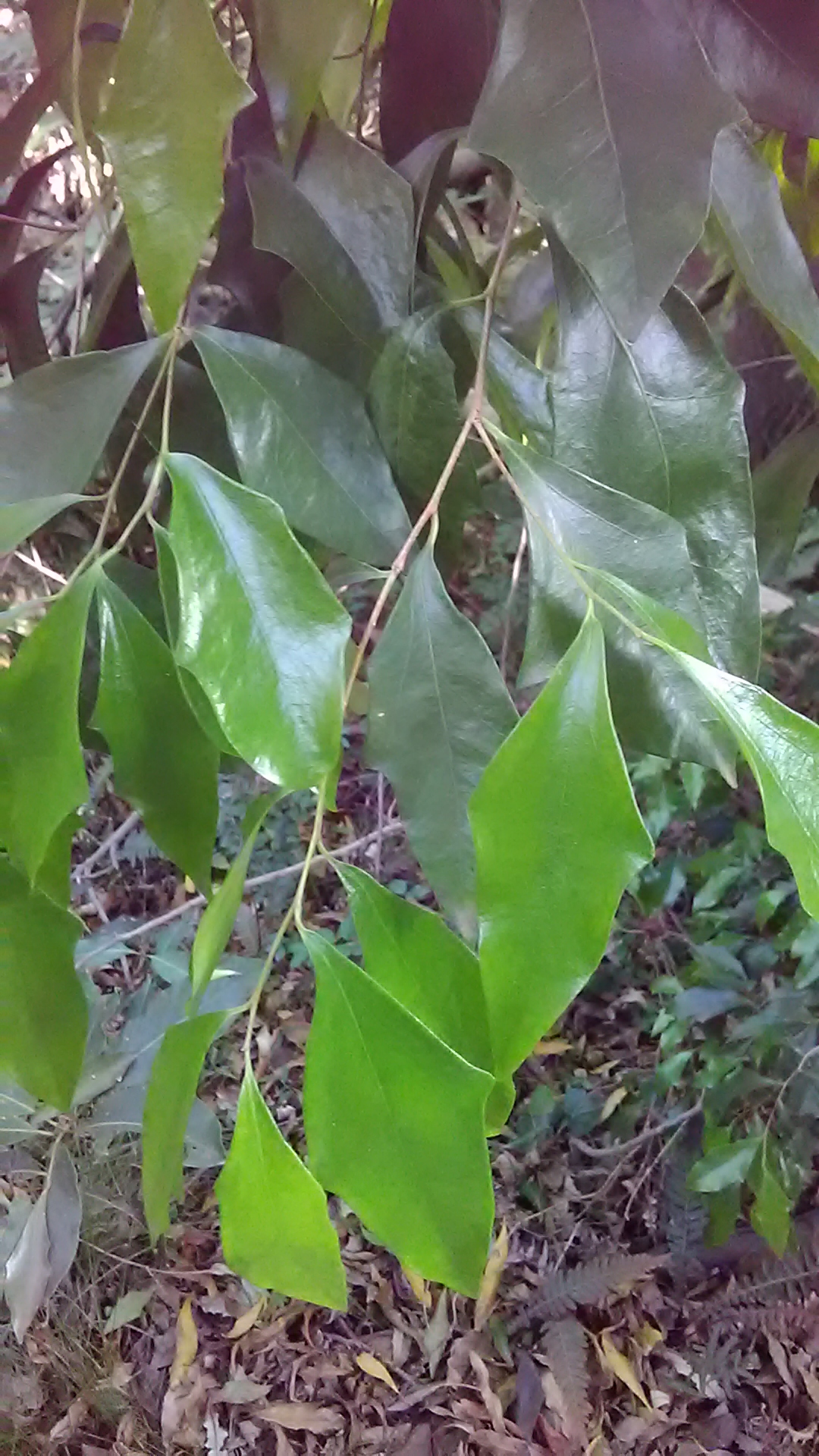 Read more about the article Scolopia braunii