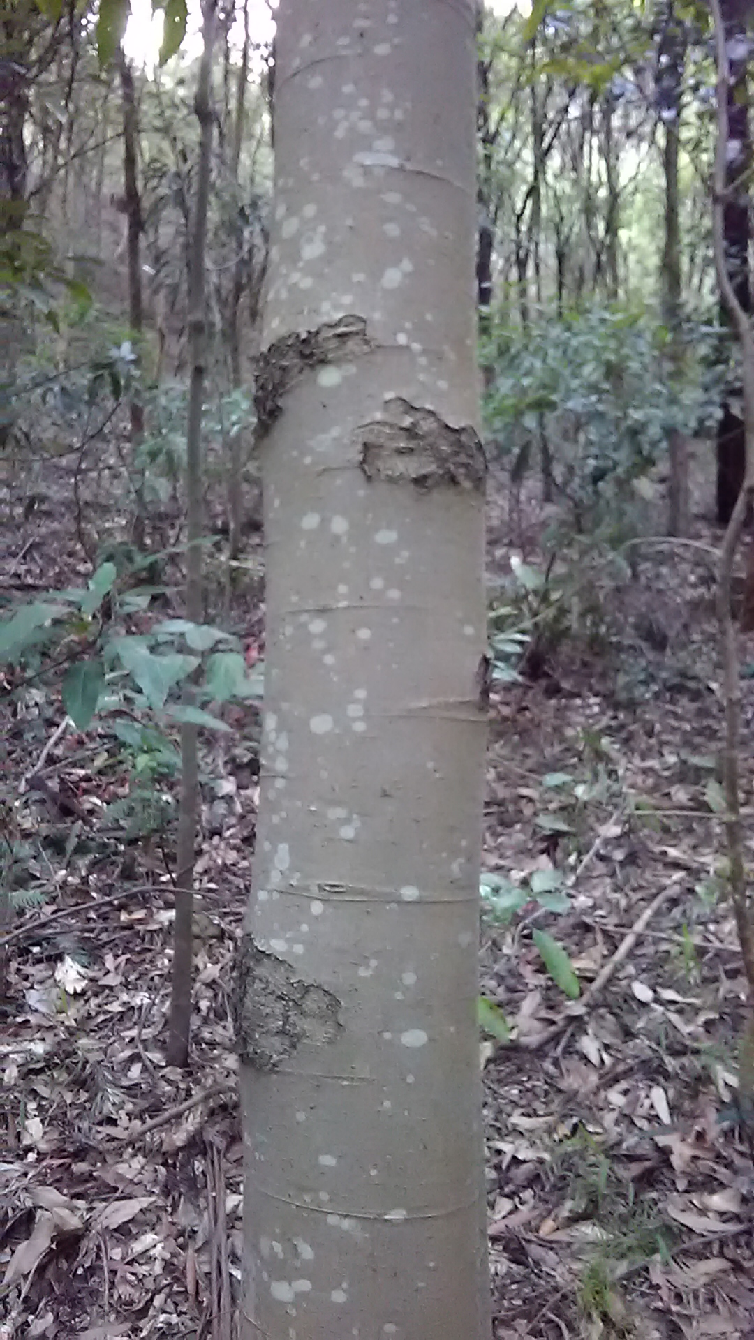 Read more about the article Alphitonia excelsa