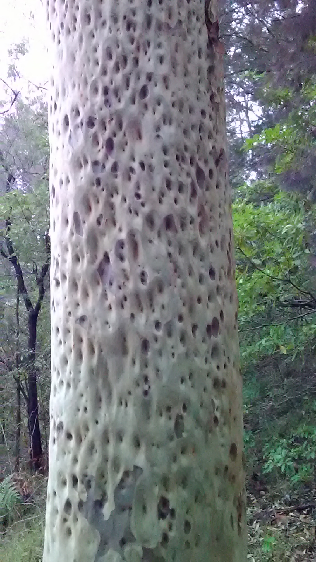 Read more about the article Corymbia maculata