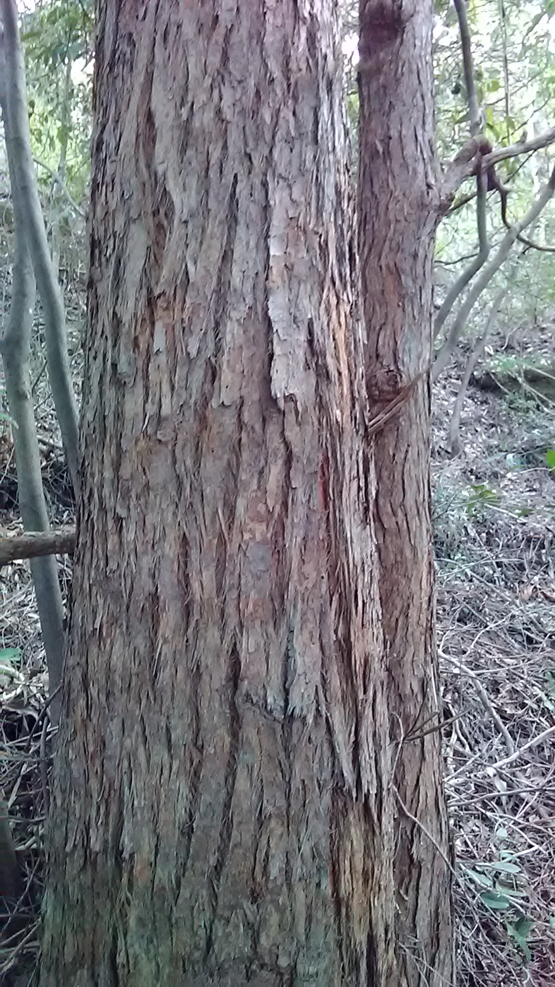 Read more about the article Eucalyptus acmenioides