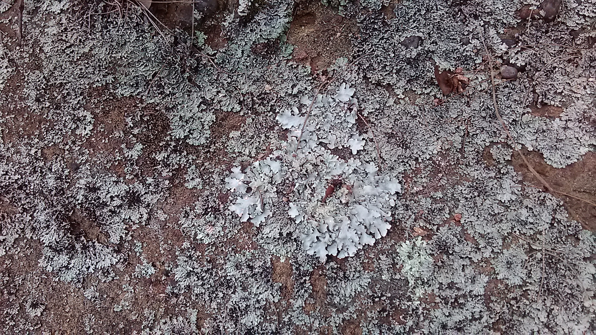 Read more about the article Lichen (family Parmeliaceae)