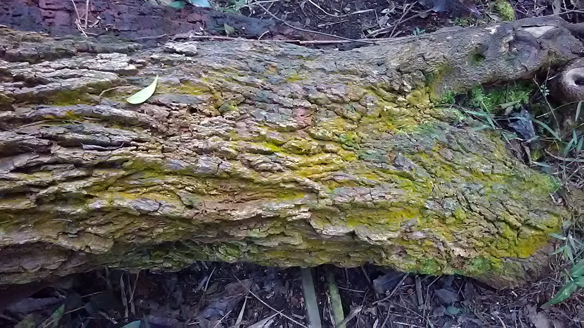 Read more about the article Lichen Chrysothrix sp