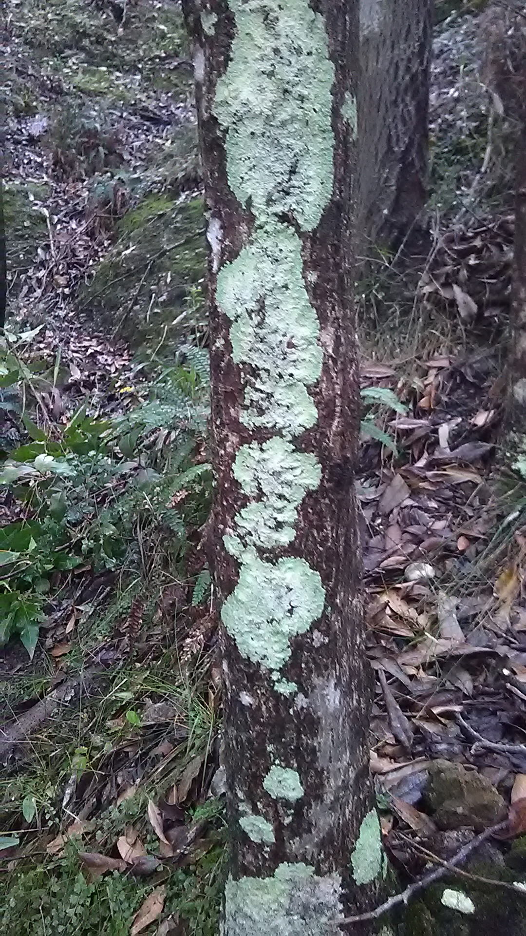 Read more about the article Lichen (family Physciaceae)