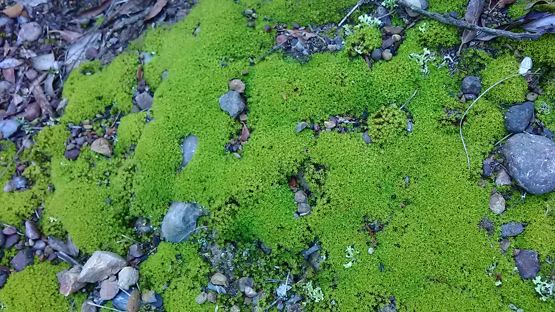 Read more about the article Moss 1