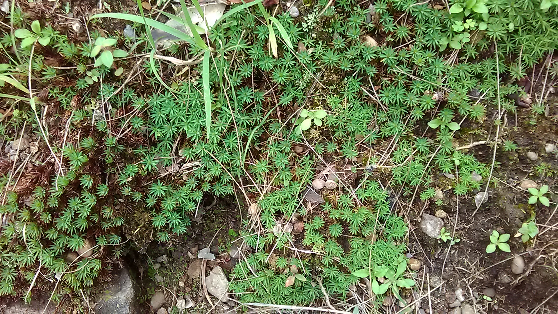 Read more about the article Moss ?Polytrichum sp