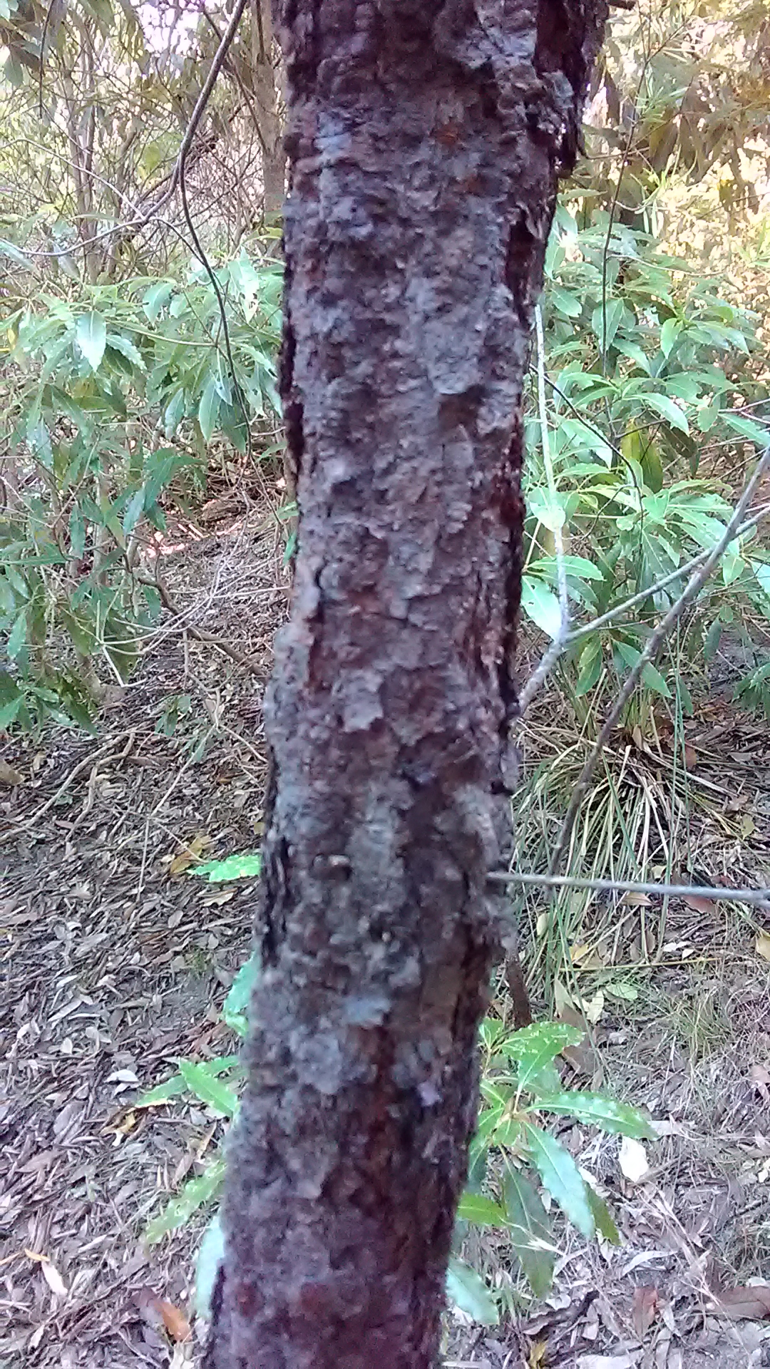 Read more about the article Persoonia linearis