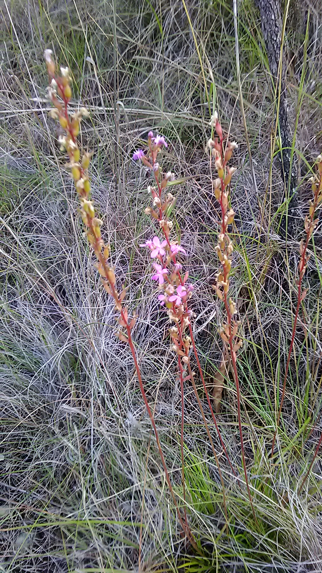 Read more about the article Stylidium graminifolium