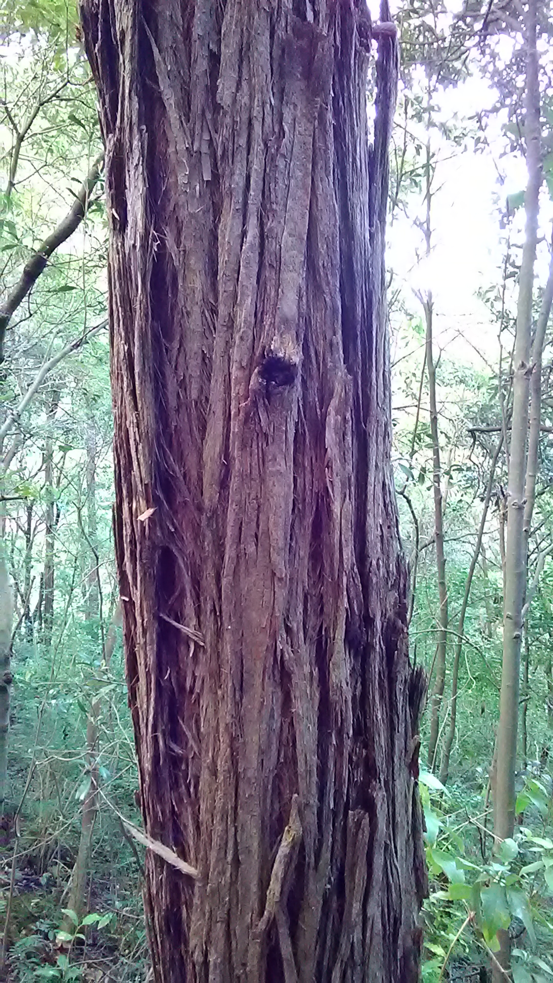 Read more about the article Syncarpia glomulifera