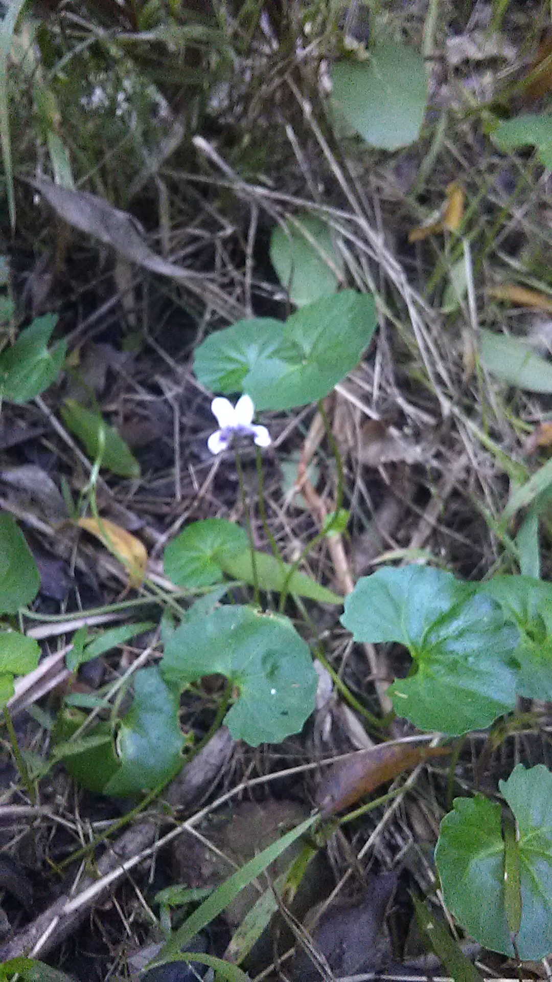 Read more about the article Viola hederacea
