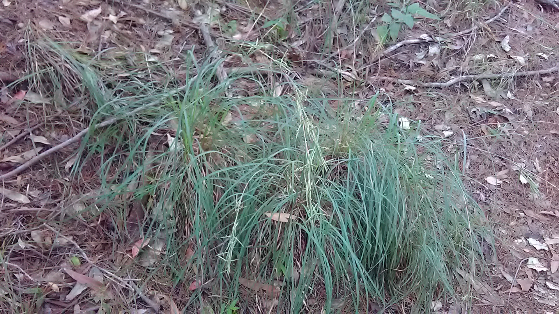 Read more about the article Cymbopogon refractus