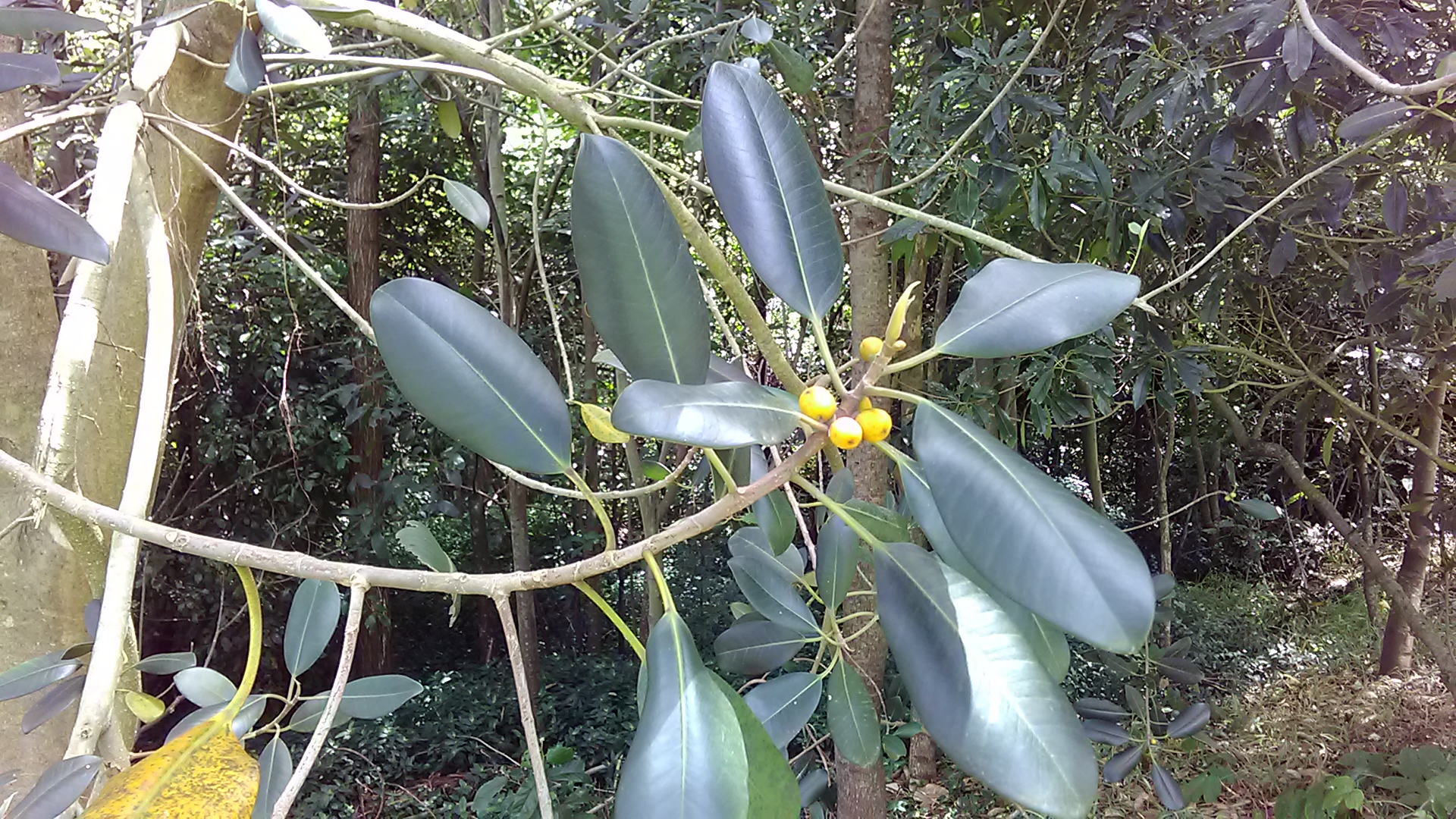 Read more about the article Ficus macrophylla