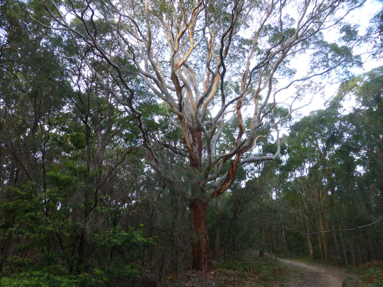 Added Tree Add trees – Munibung Hill Conservation Society