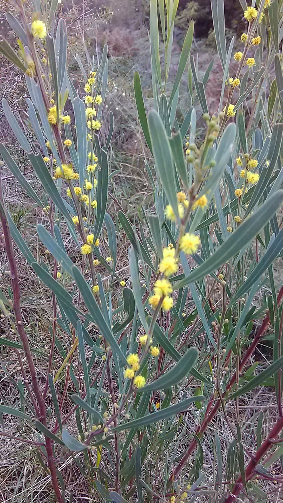 Read more about the article Acacia stricta