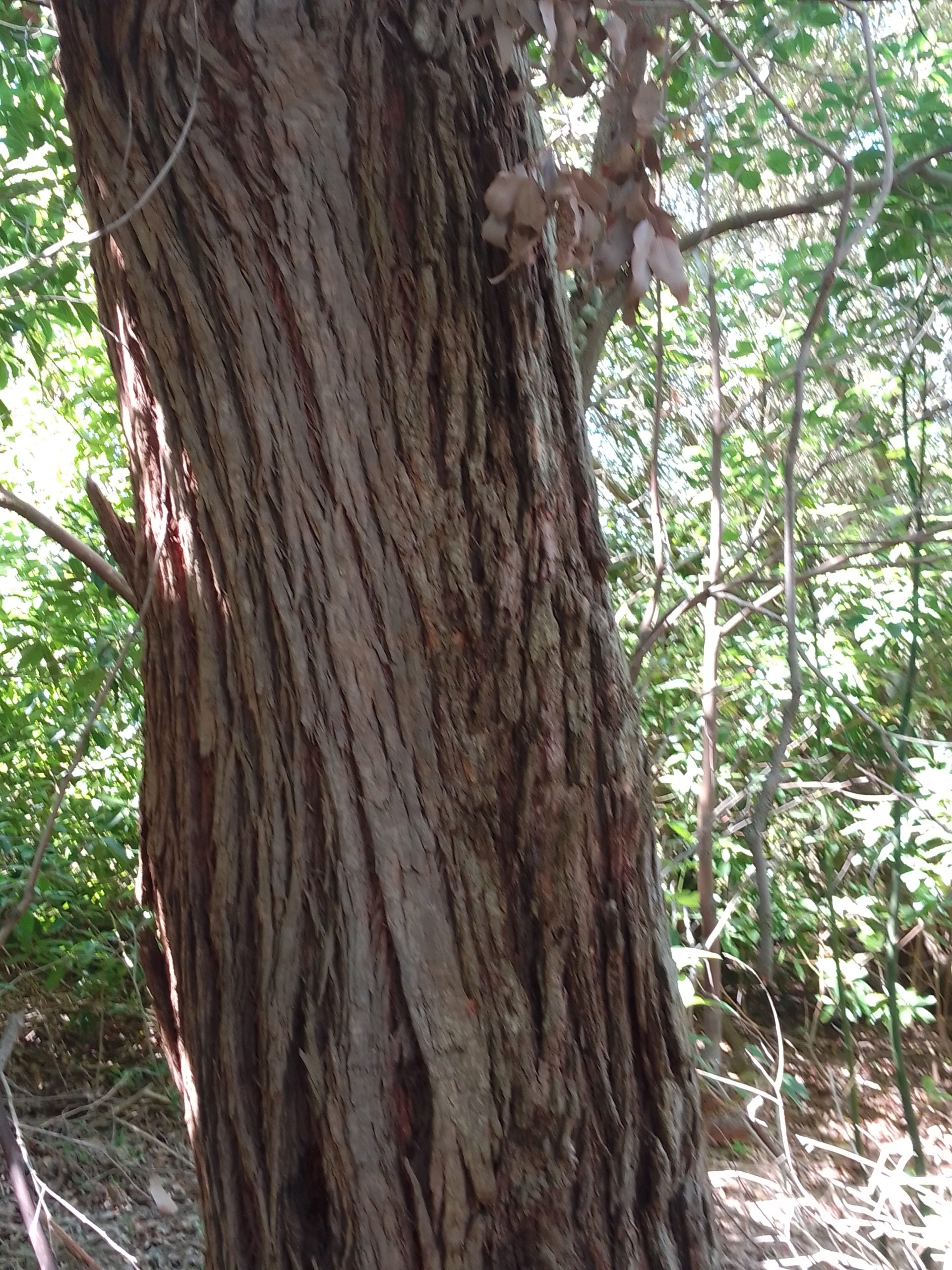 Read more about the article Angophora floribunda