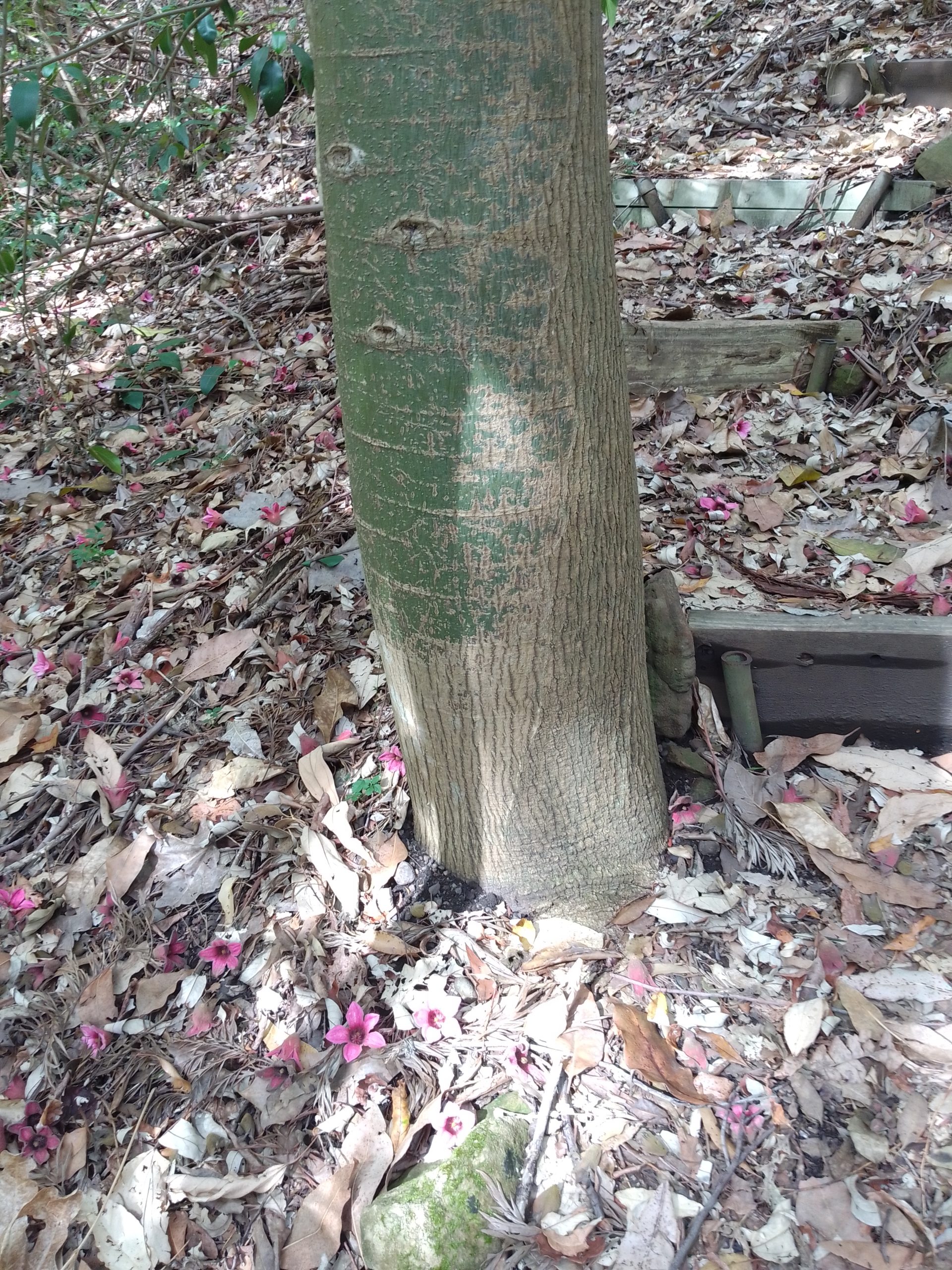 Read more about the article Brachychiton discolor