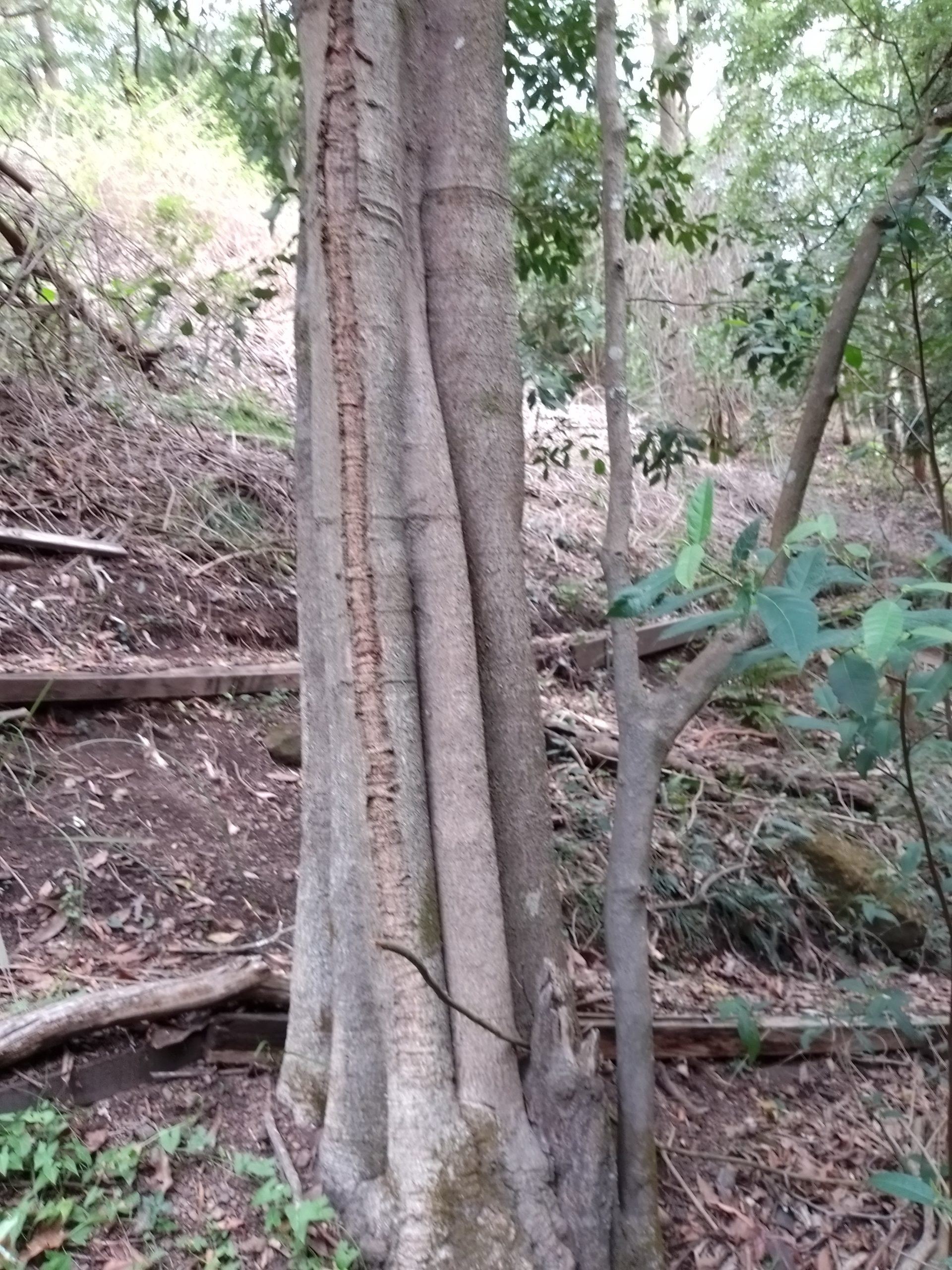 Read more about the article Cryptocarya sp
