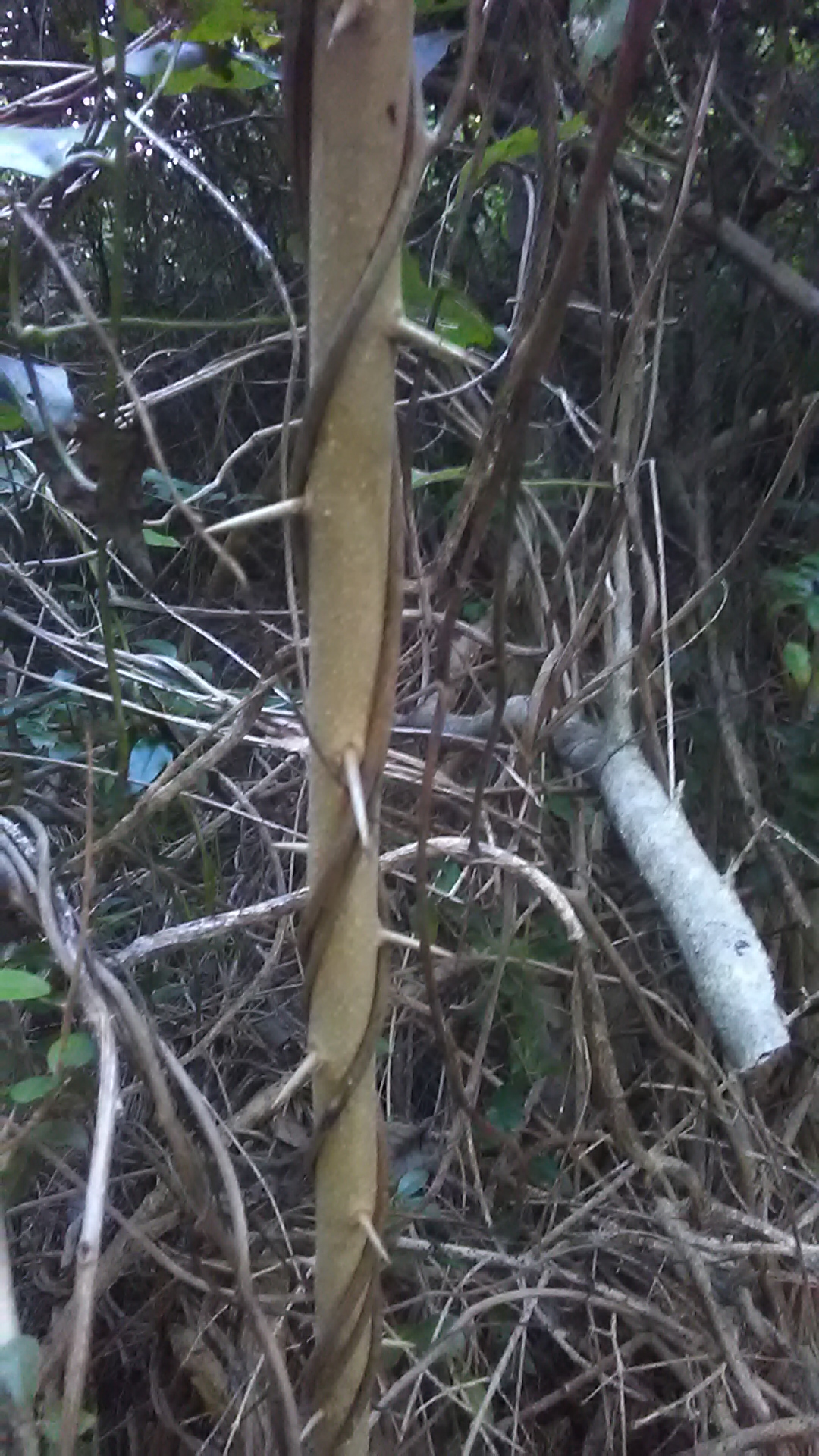 Read more about the article Maclura cochinchinensis