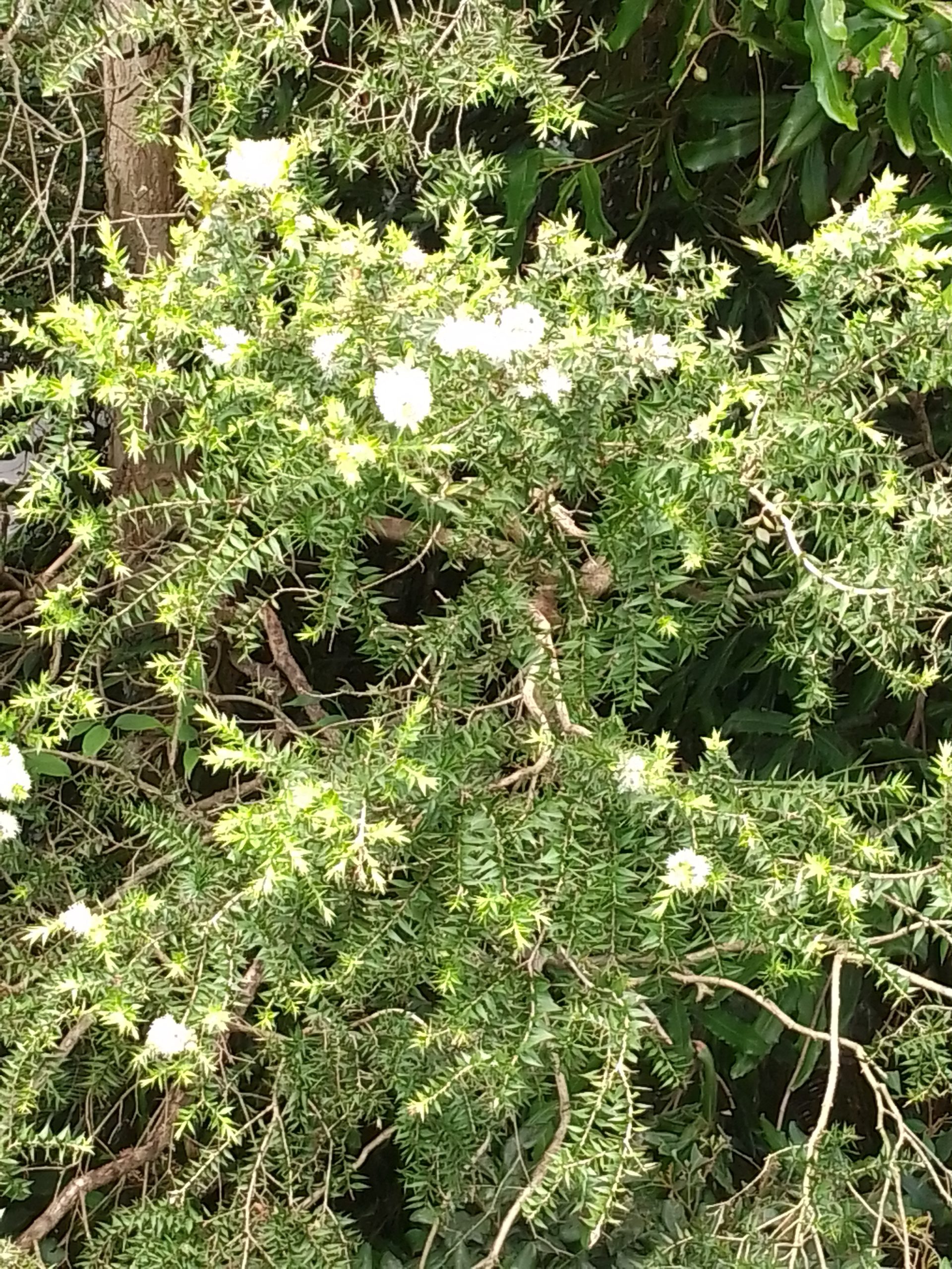 Read more about the article Melaleuca styphelioides