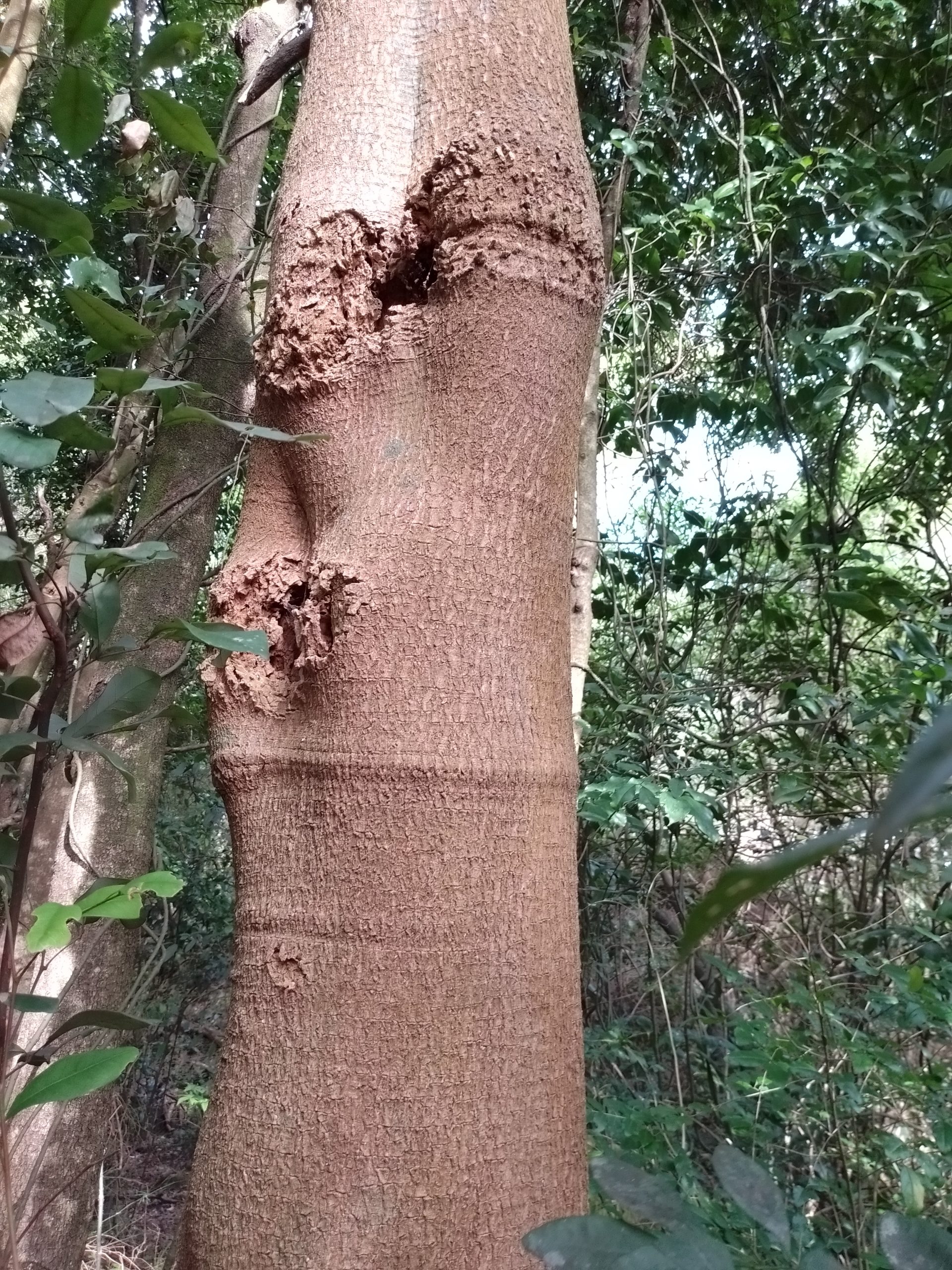 Read more about the article Melicope micrococca