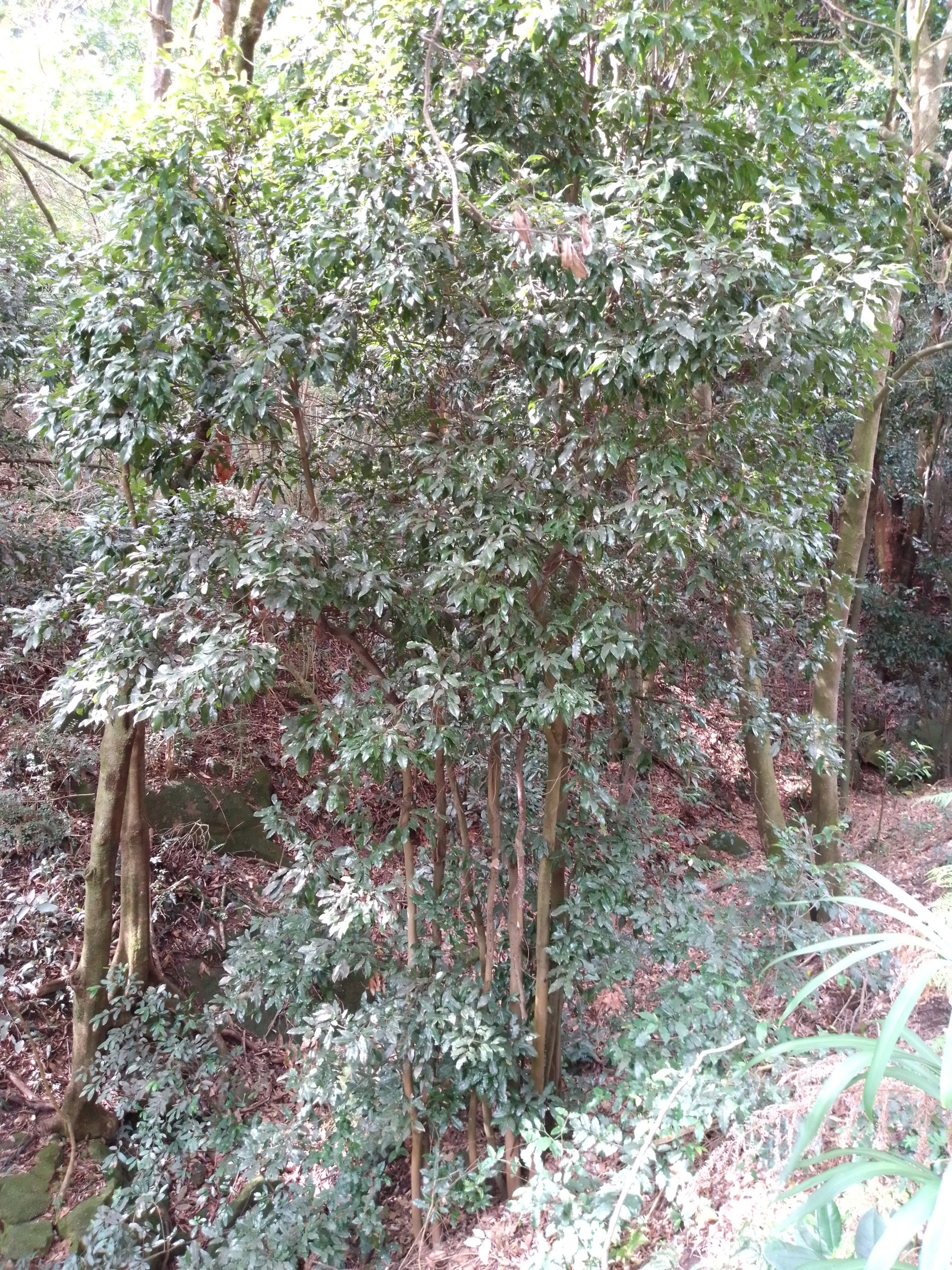 Read more about the article Mischocarpus australis