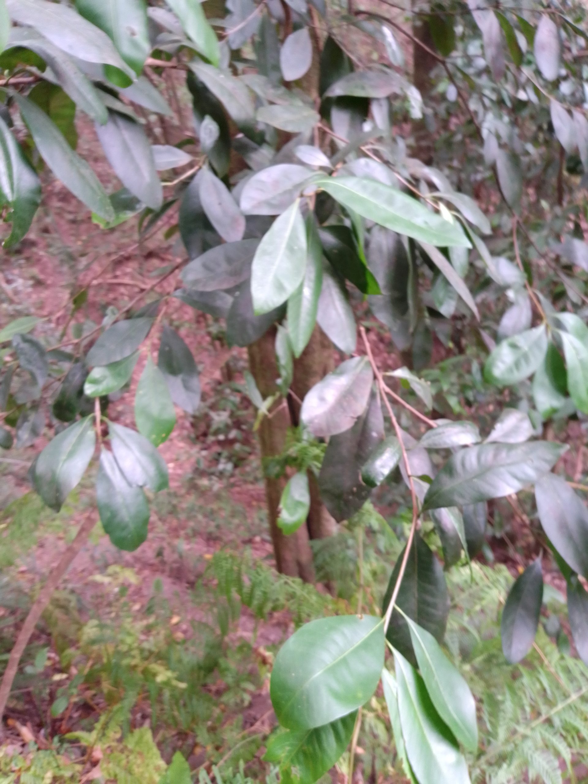 Read more about the article Planchonella australis