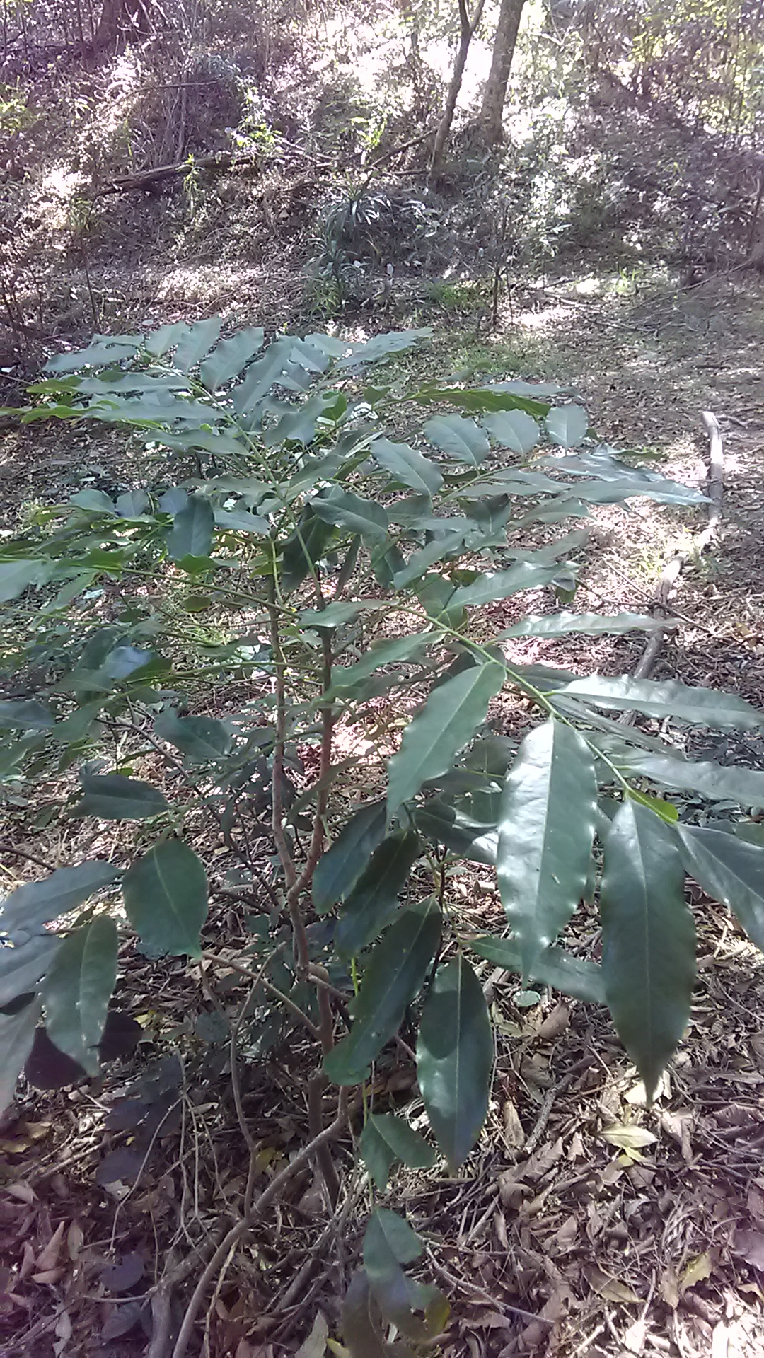 Read more about the article Toona ciliata
