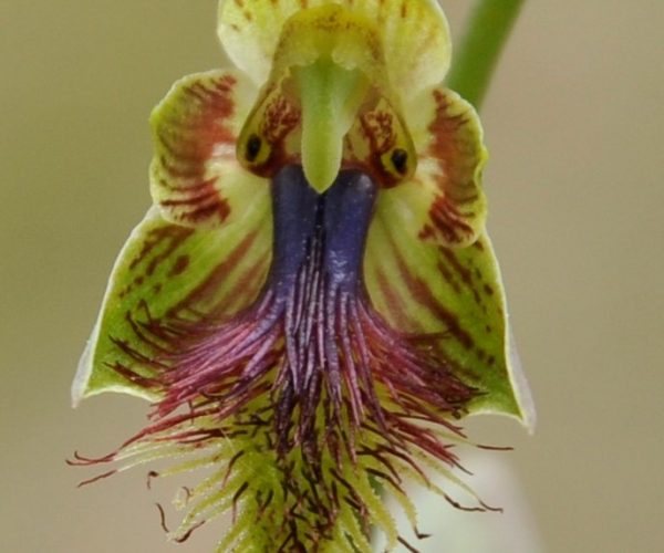 Bearded Orchid