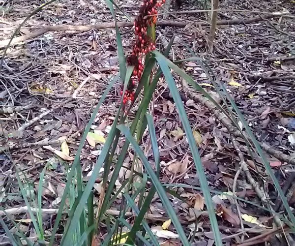 Rough Saw Sedge
