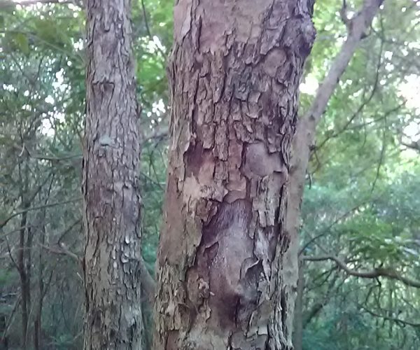 Cheese Tree