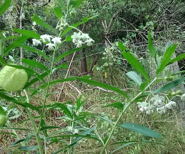 Balloon Cotton Bush