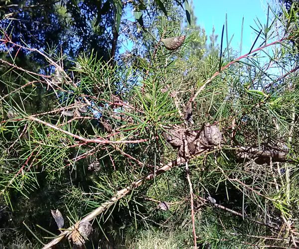 Needlebush