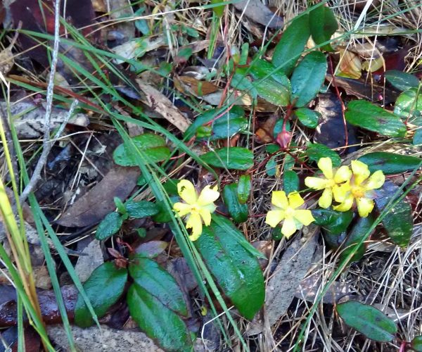 Trailing Guinea Flower