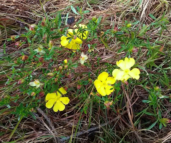 Hoary Guinea Flower