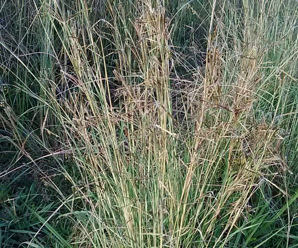 Giant Coolatai Grass