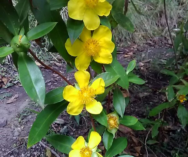 Climbing Guinea Flower