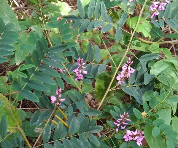Native Indigo