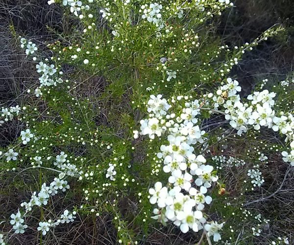Yellow Tea Tree
