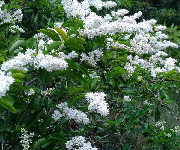 Small-leaved Privet