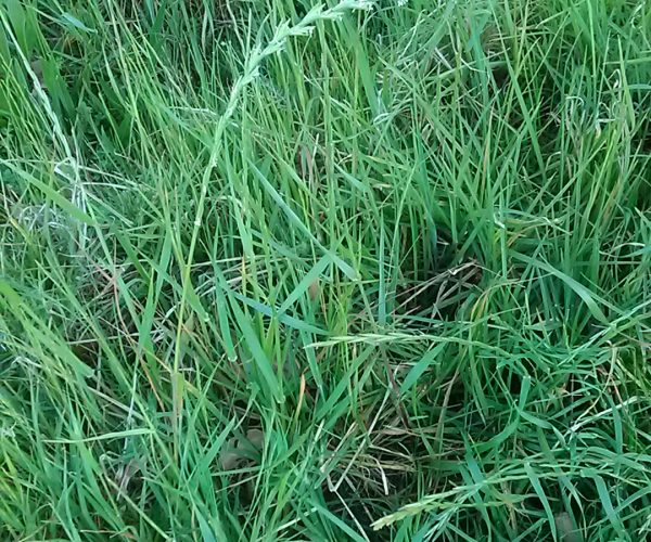 Rye Grass