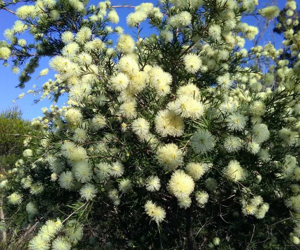Prickly-leaved Paperbark
