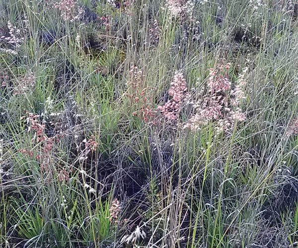 Red Natal Grass
