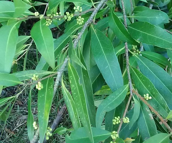 Native Olive