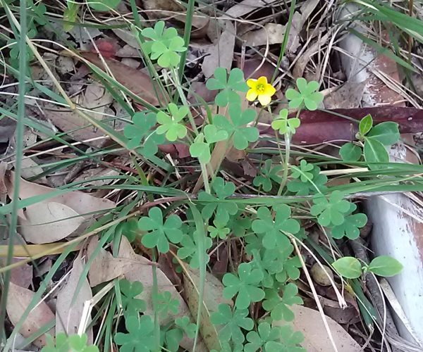 Sorrel