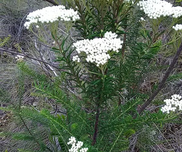 Daisy Bush