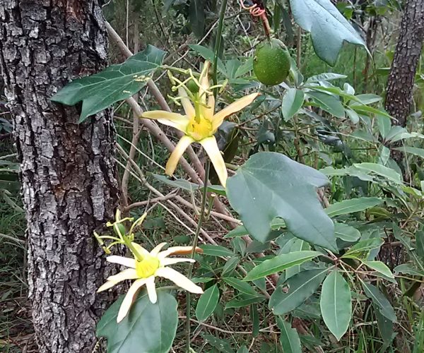 Native Passionfruit